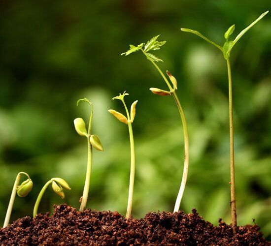 Как осенние запасы почвы помогут будущей рассаде