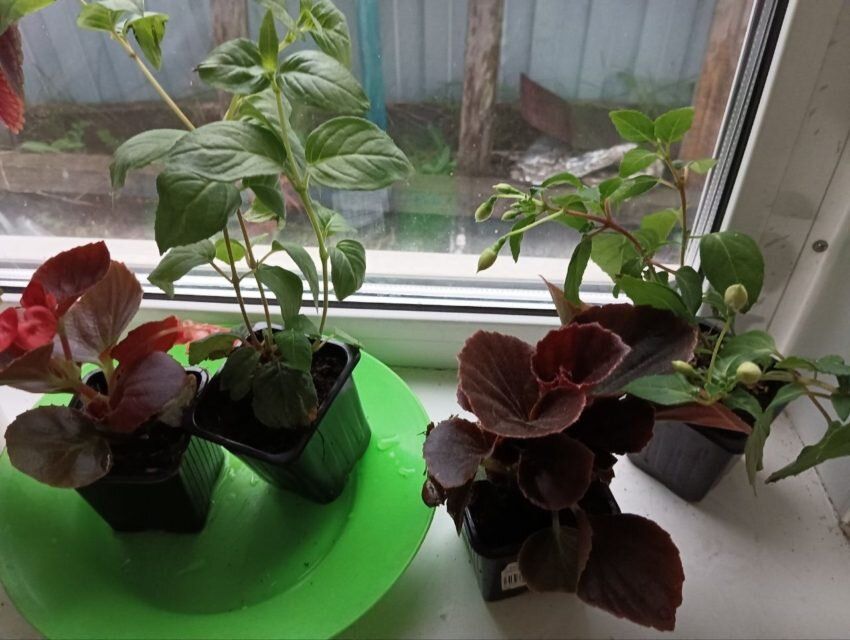 Секреты успешного выращивания вечноцветущей бегонии