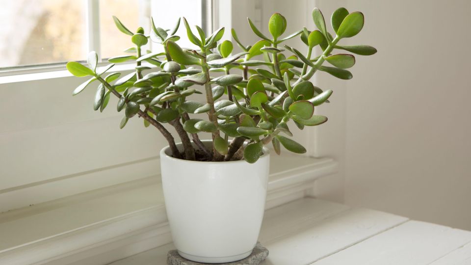 Денежное дерево погибнет, если махнуть рукой на этот нюанс: присмотритесь к цветку