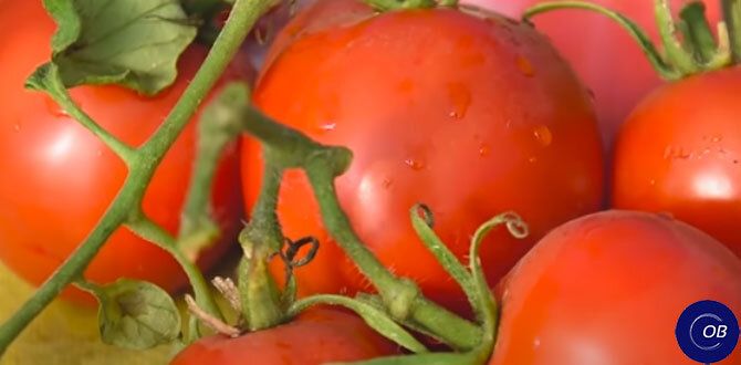 Июль в саду: основные заботы и хитрости для успешного сезона