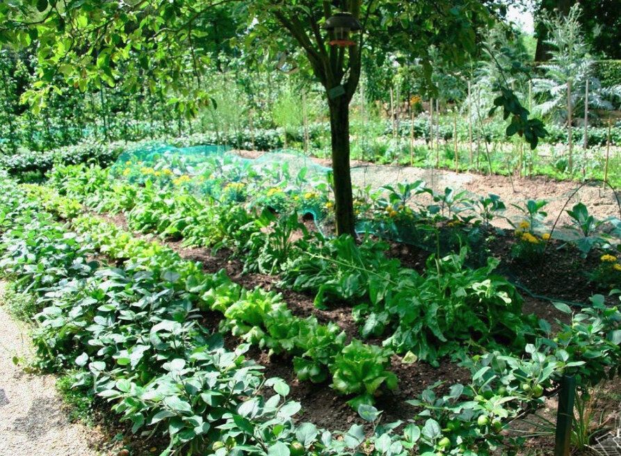 Как выращивать овощи на маленьком участке: идеи для компактного огорода