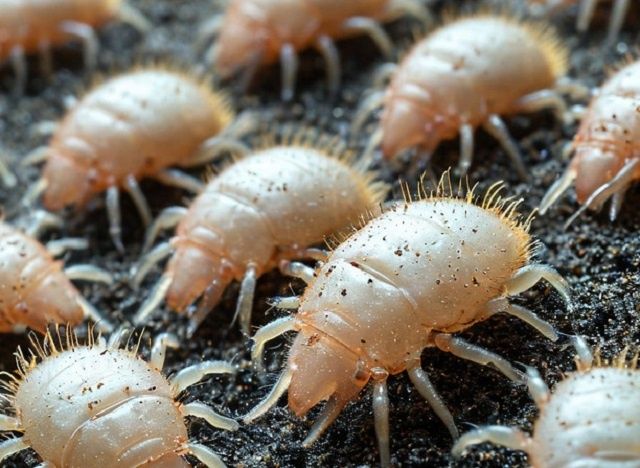 Пылевые клещи: невидимые враги вашего дома