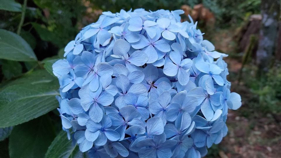 Как подготовить гортензии к зиме: секреты осенней обрезки