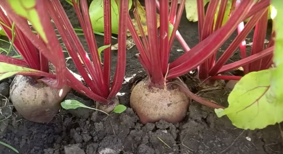 Как правильно ухаживать за свёклой в июле: секреты регистрации обильного урожая