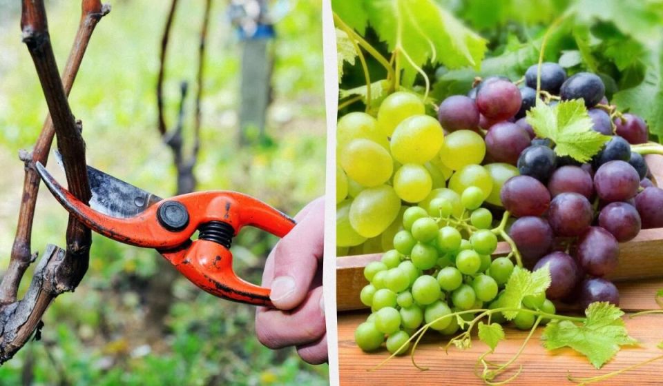 Весенний уход за виноградом: секреты обрезки и опрыскивания для обильного урожая