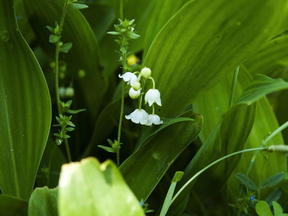 Цветы, которые слишком любятся: как избавиться от захватчиков на участке