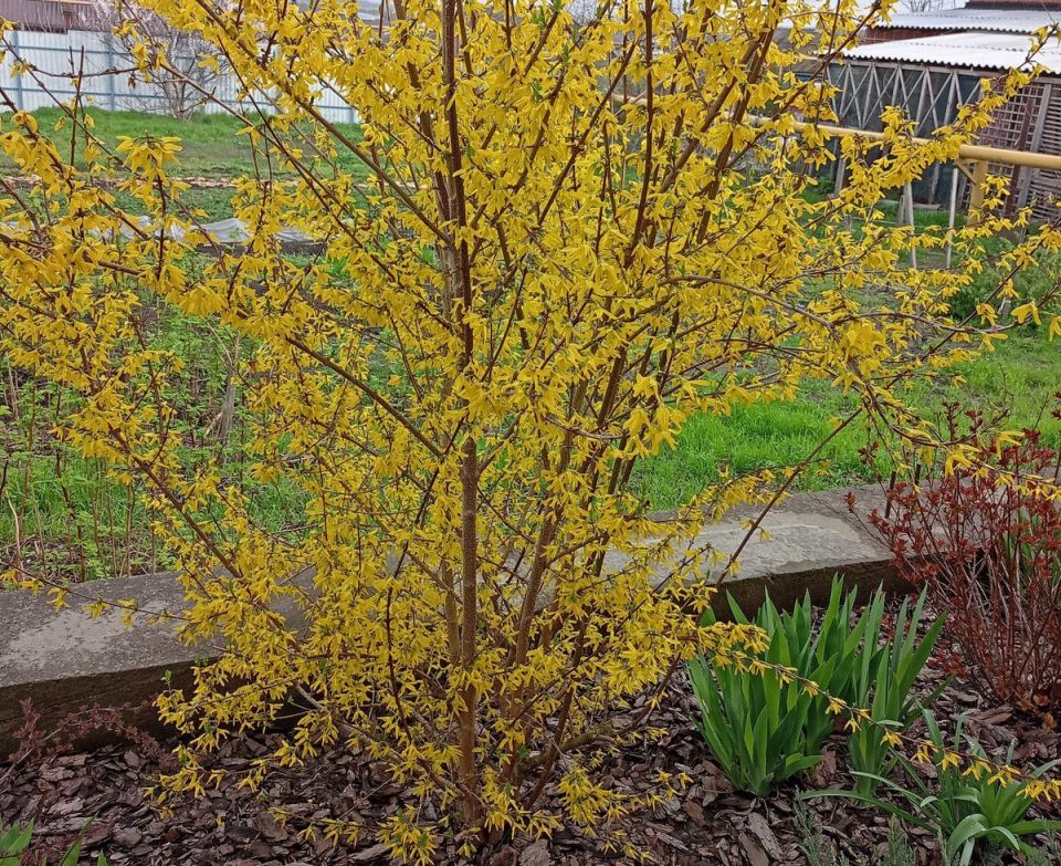 Невероятная форзиция: весеннее чудо для вашего сада