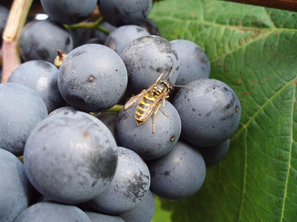 Как защитить виноград от ос: простые и эффективные методы