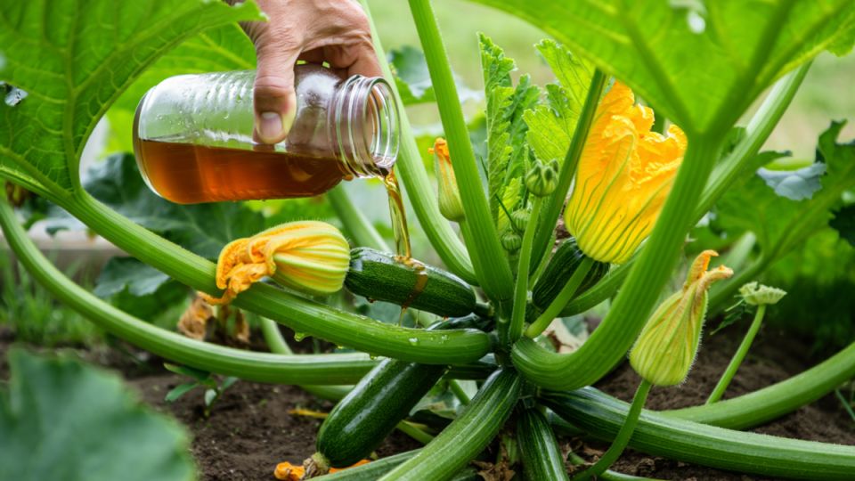 Почему гниют кабачки и как с этим бороться