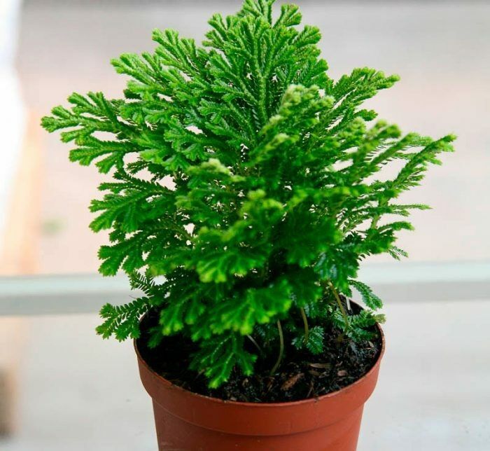 Селагинелла: Как создать тропический уголок у себя дома