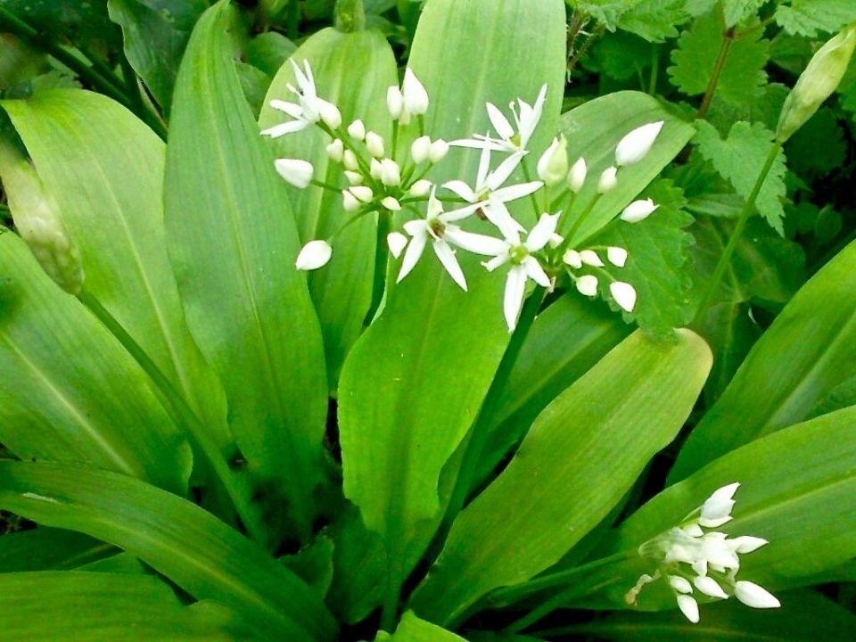 Черемша: секреты здоровья и вкусные рецепты для долголетия