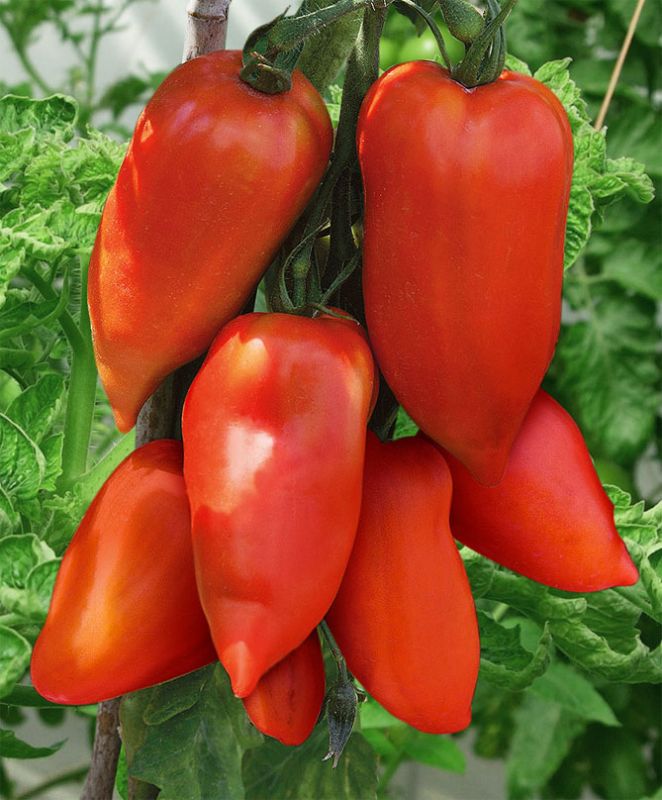 Как помидоры становятся предметом гордости: История о сорте «Корнабель»