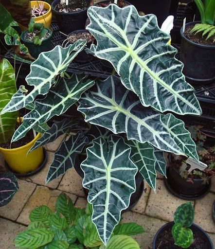 Алоказия: опасная красота, скрывающая перспективы