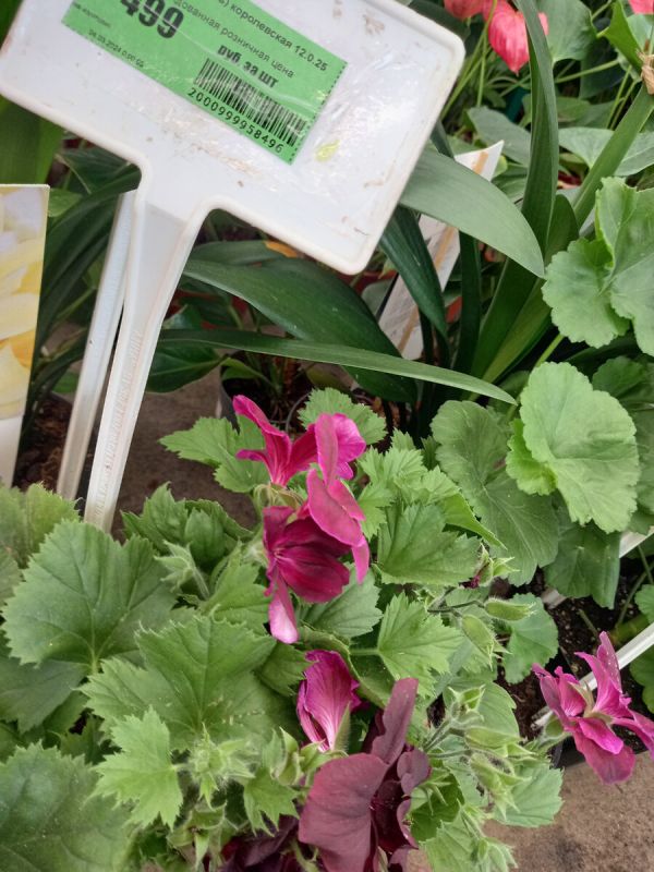 Секреты цветочного рая: что искать в Сангрине