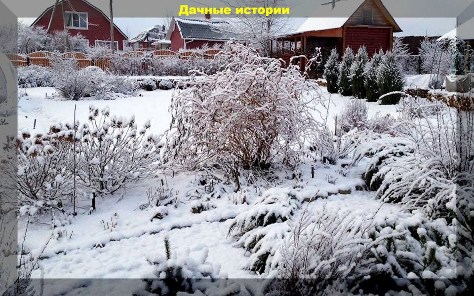 Секреты ухода за садом: Ответы на популярные вопросы садоводов