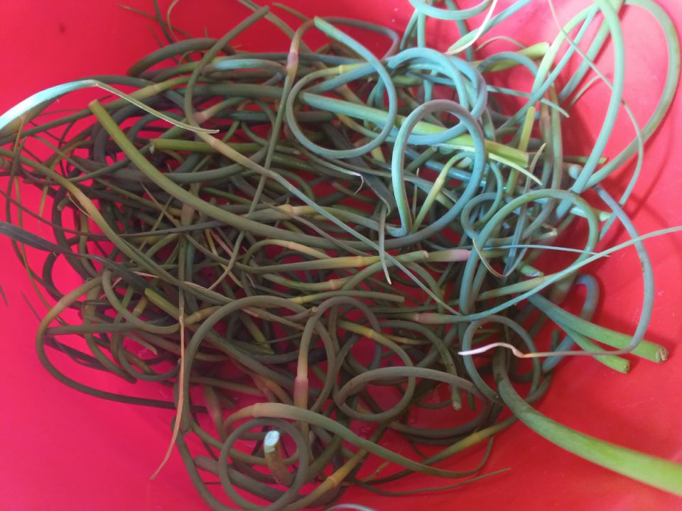 Чесночные стрелки: от ненужных отходов до кулинарного деликатеса