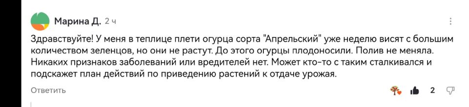 Почему огурцы перестали расти? Узнайте, как справиться с этой проблемой