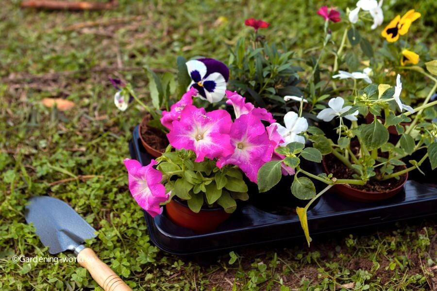 Февраль — время для волшебства в саду: раскрываем 20 идеальных цветочных решений!