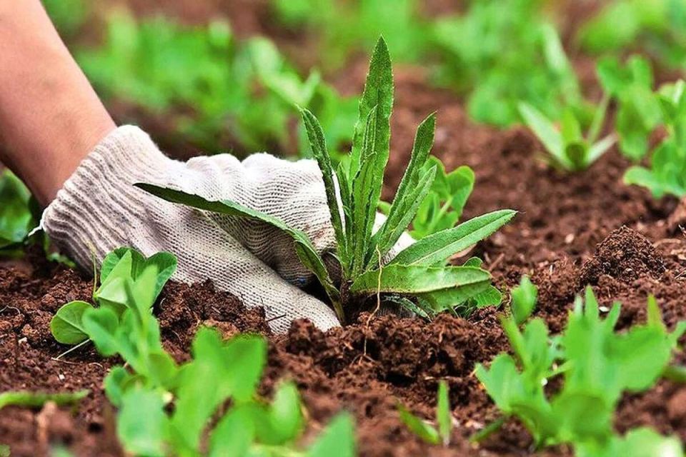 Как избавиться от настырных майских сорняков: лучшие методы и советы