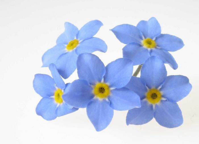 Погружение в мир незабудок