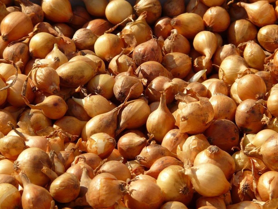 Как подготовить лук к посадке: удивительные методы, которые действительно работают