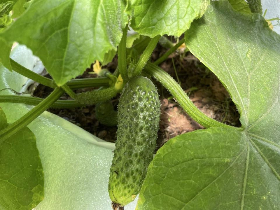 Успех огуречного эксперимента в непростых условиях
