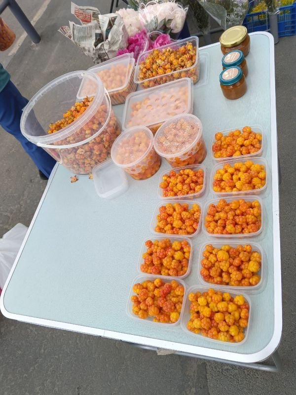 Летние сокровища Карелии: тайны морошки и её ценность