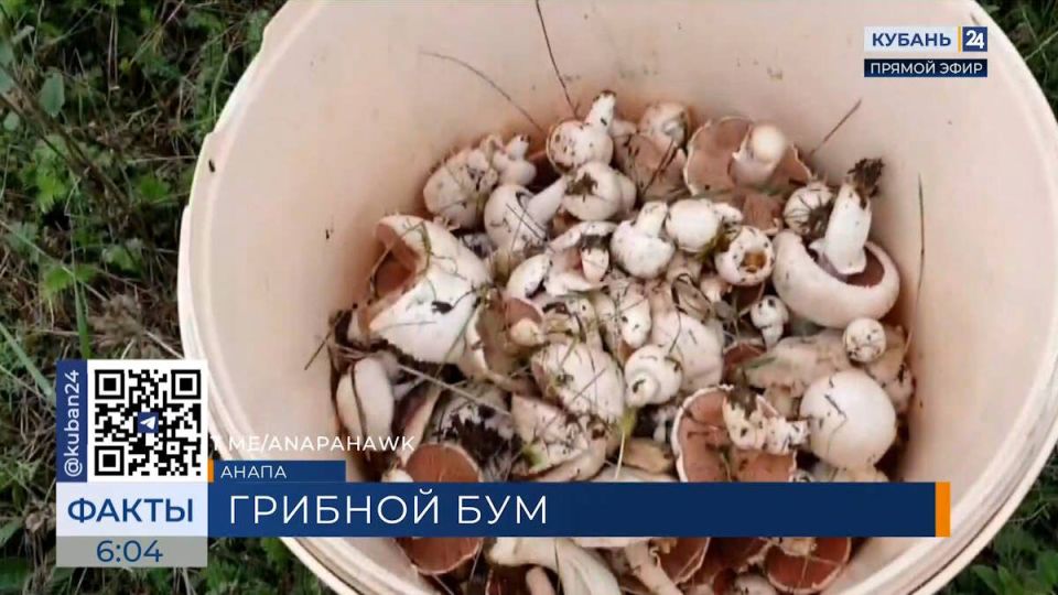 В пригороде Анапы обнаружена поляна с изобилием шампиньонов