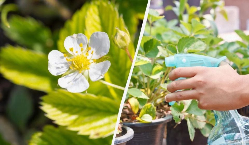 Как ухаживать за клубникой во время цветения: безопасные способы защиты