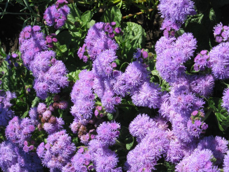 Советы по посеву однолетних цветов в марте