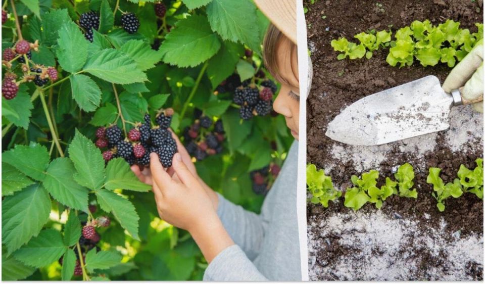 Как обеспечить щедрый урожай ежевики: секреты эффективной подкормки