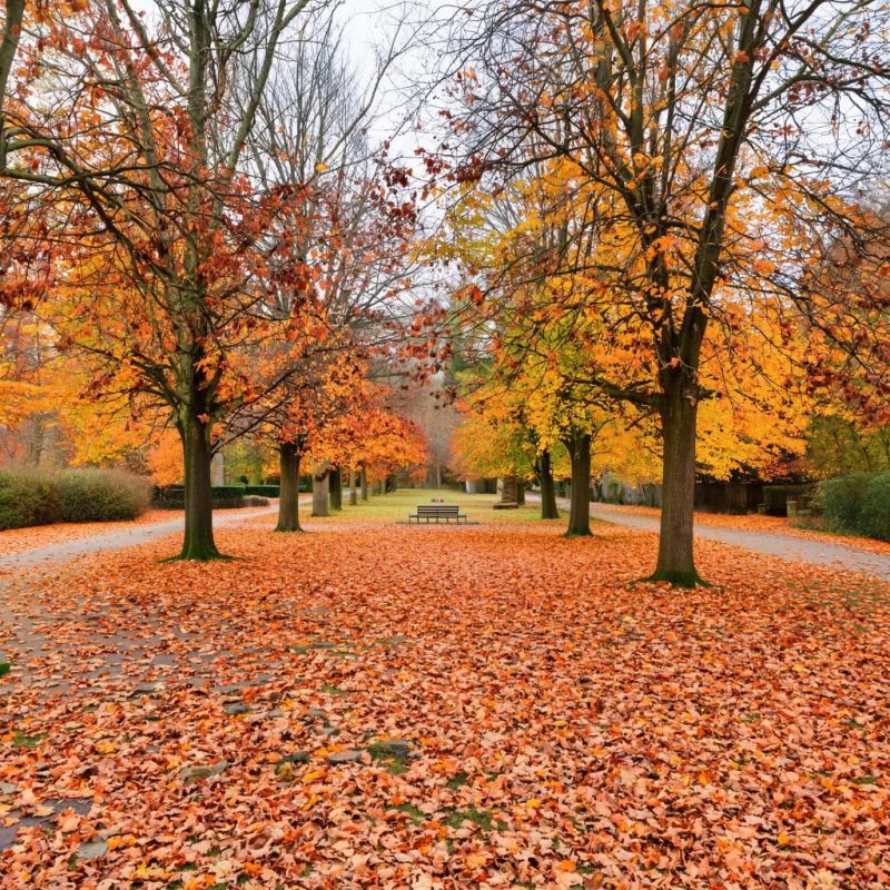 Как наслаждаться осенним листопадом: превращаем уборку в увлекательное приключение