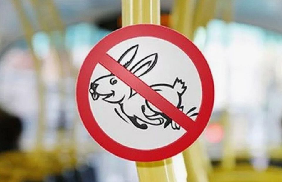 Штрафы за безбилетный проезд: что нужно знать в 2025 году