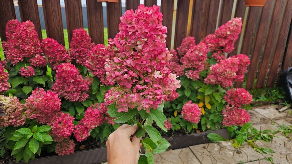 Неожиданный эксперимент: как гортензии могут стать вечным букетом