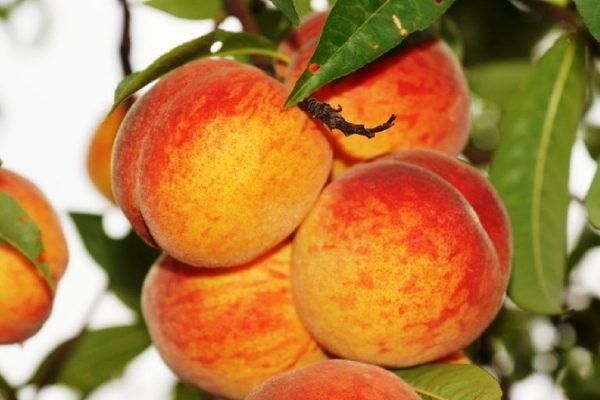 Персик Золотой триумф: секреты успеха и удивительные преимущества