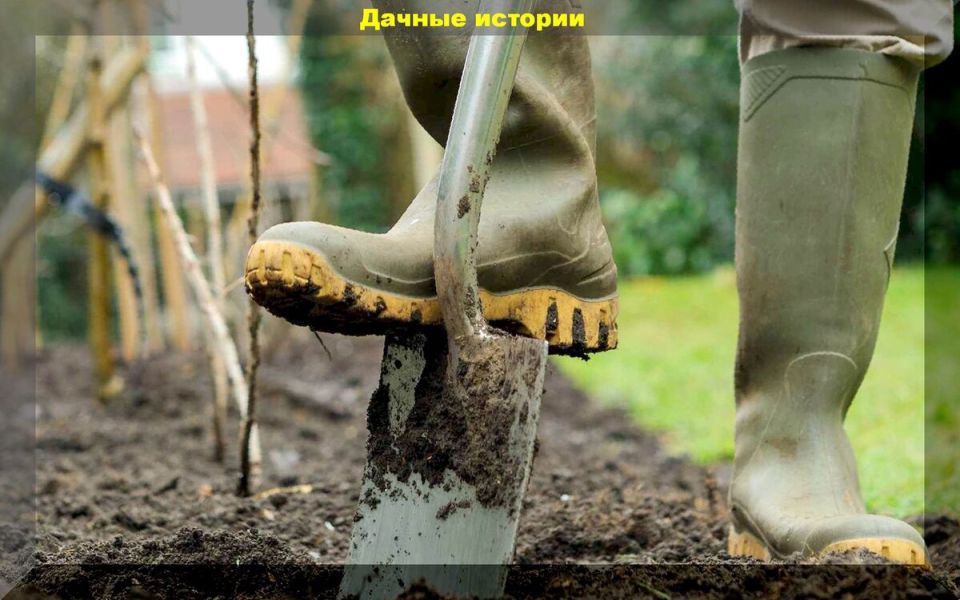 Огород без перекопки: мифы и реальность