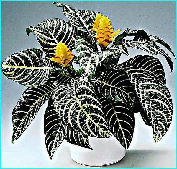 Афеландра: капризная тропическая принцесса, завораживающая своим великолепием