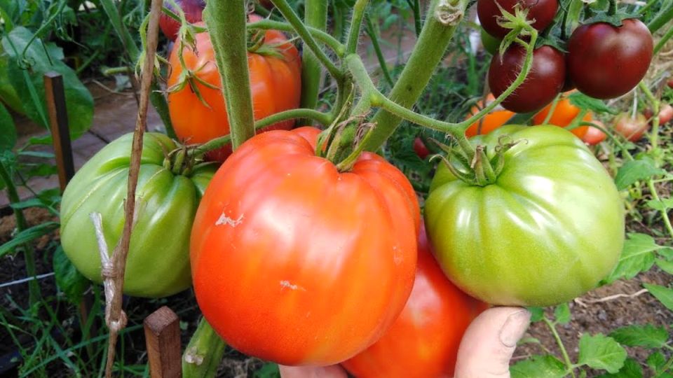 11 ������ �������, ������� ������� ���� ������ � 2025 ����