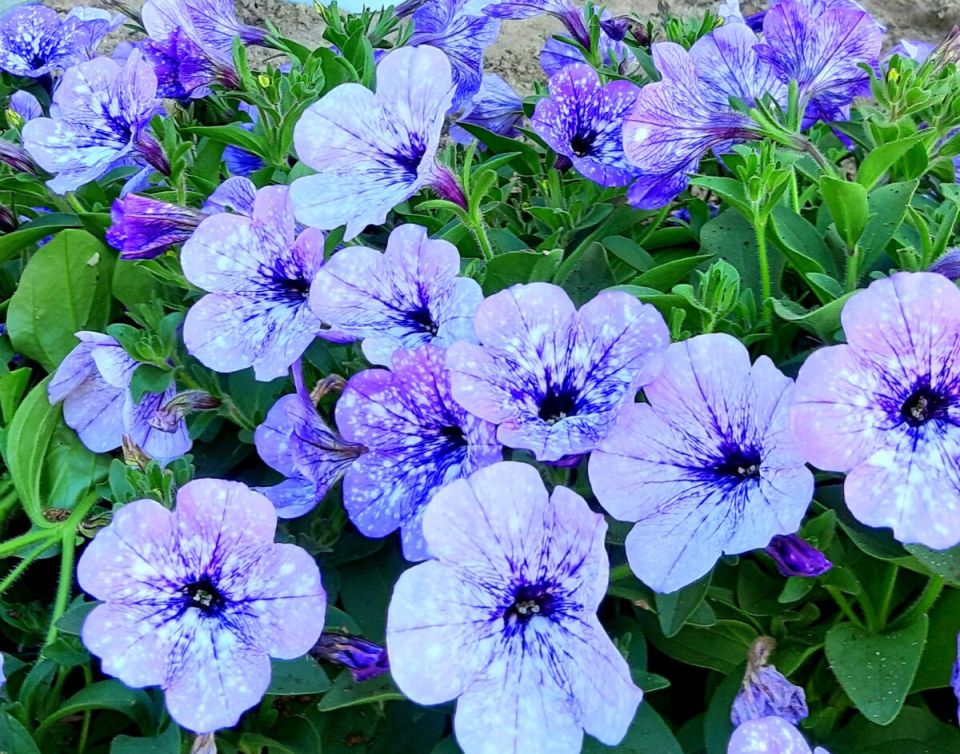 Цветочная симфония: Как петуния Лавендер Скай преображает дачи