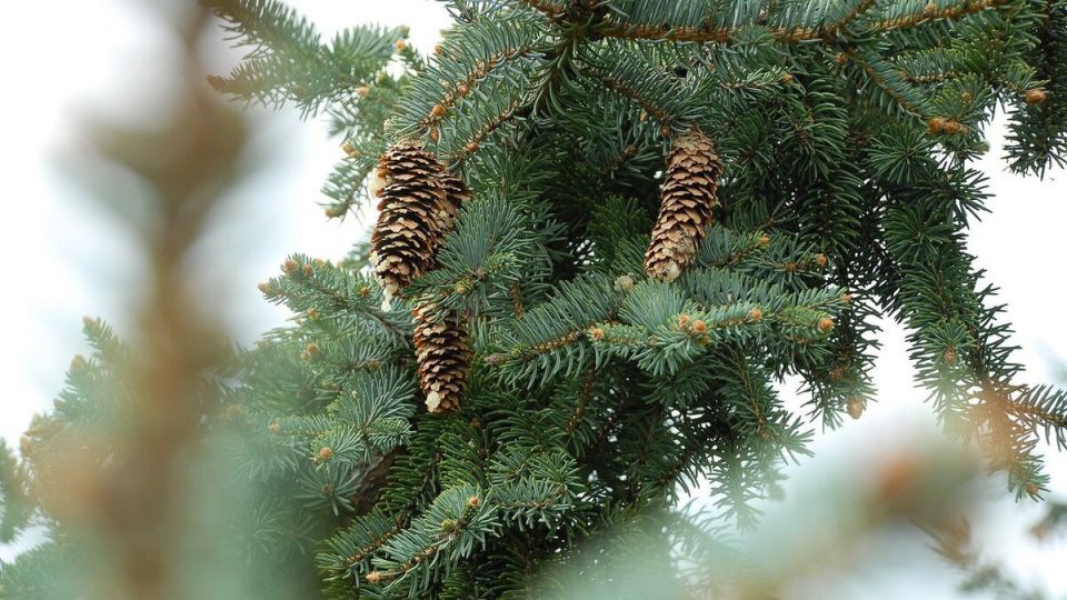 �������� �����: �������� ������ ���� � ��������� ����