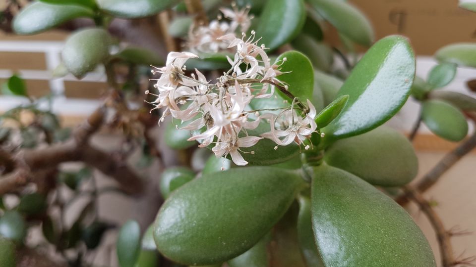 ��� ��������� �������� ������ ��������: ������� � ������