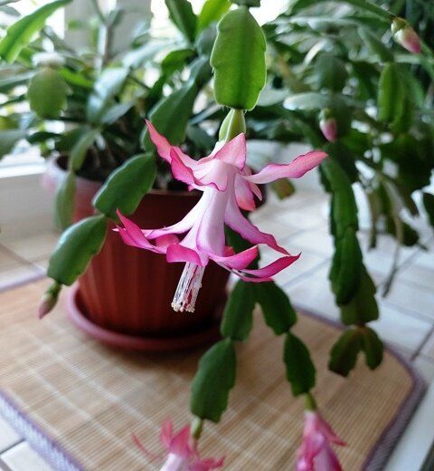 ������ �������: ����� ��������� �������� �������� ��� ������� � ������