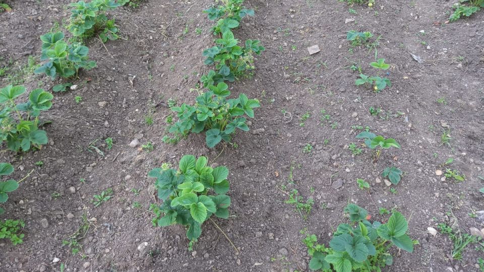 Как подготовить клубнику к зиме: секреты для обильного урожая в следующем сезоне