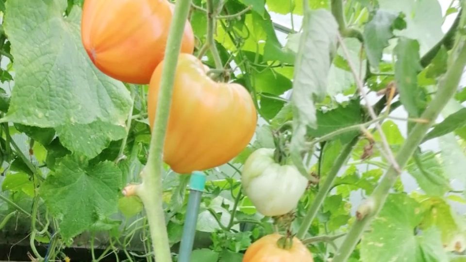 Как избежать разочарований при выборе старых сортов томатов: три главные ошибки