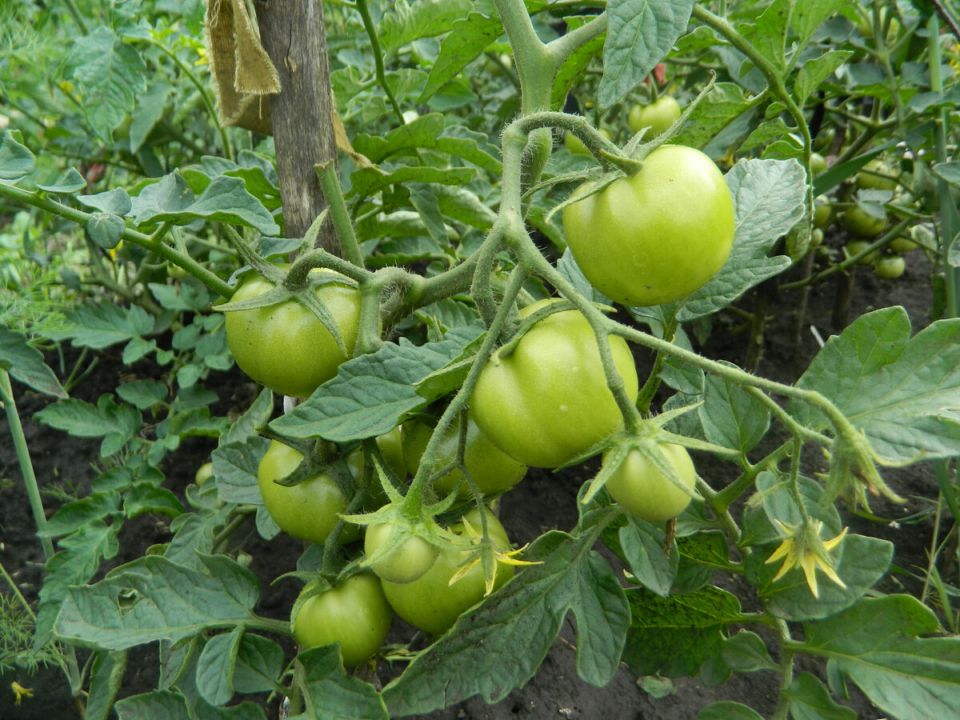 Неочевидные ошибки дачников: какие народные советы могут погубить урожай