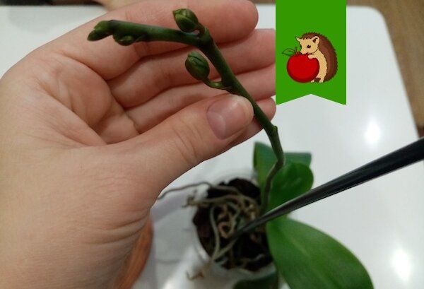 Удивительная орхидея: как ухаживать за цветущим растением, чтобы оно не сбросило бутоны