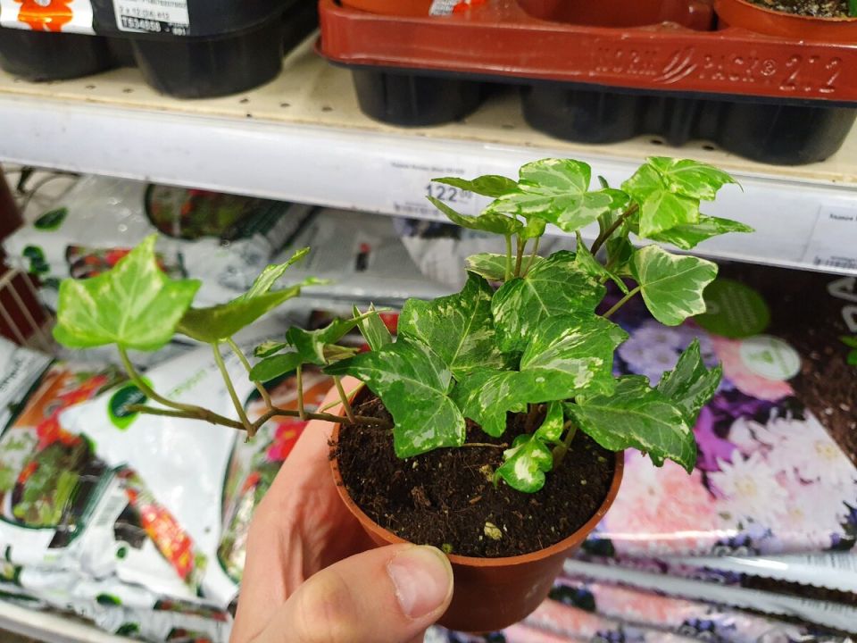 ����� ������ ���������: ��������� ��������� �������� � ����� ������