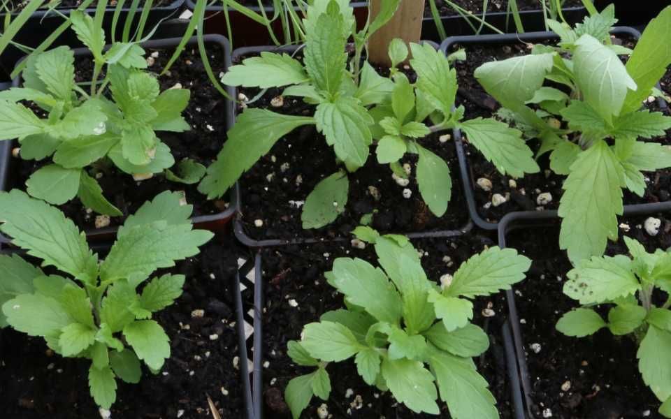 Январские хлопоты цветоводов: что делать в начале года