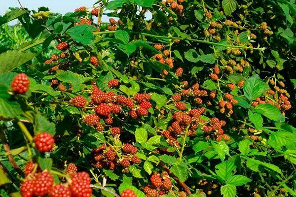 ������� ���� ����� � ��������� ����� ��� ��������