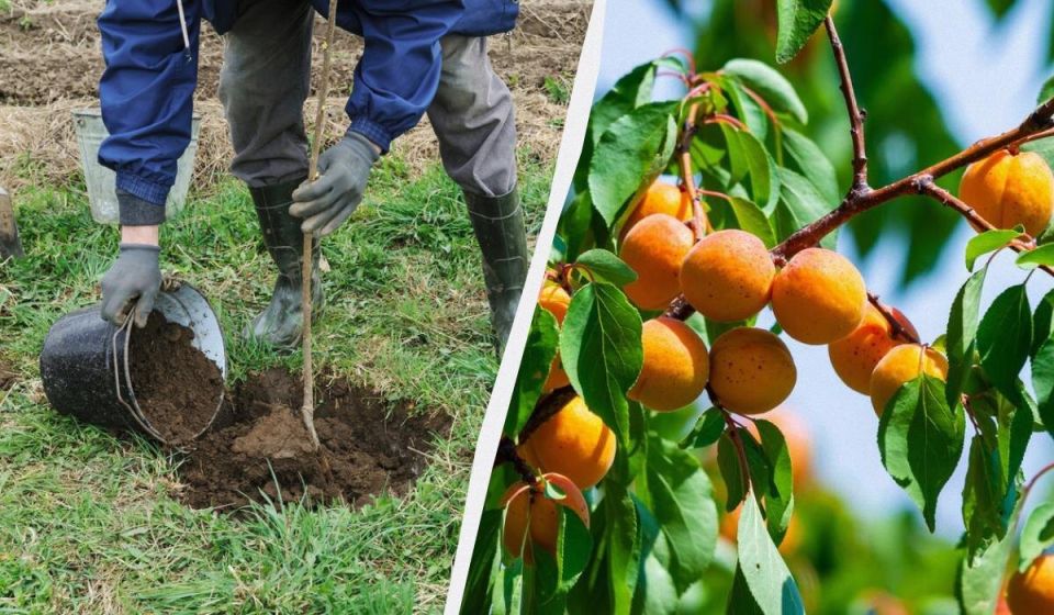 ��� ��������� ���������� ������� � ��� ��� ������������� ������